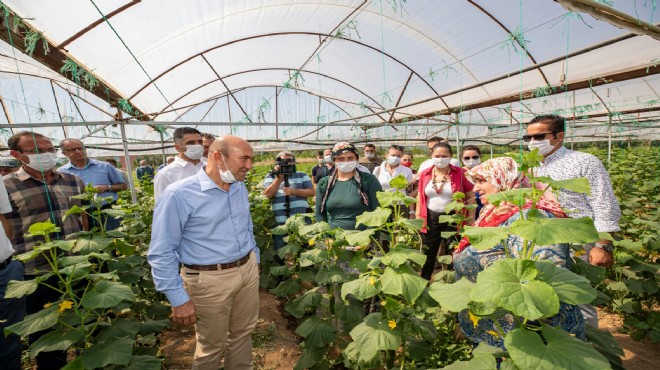 Büyükşehir'den salatalık üreticisine 200 tonluk destek