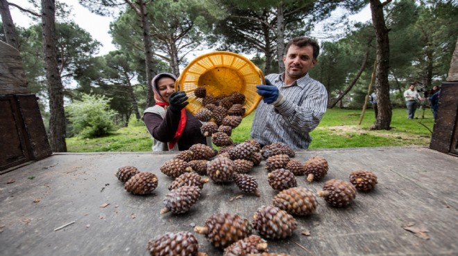 Büyükşehir fıstık çamı için yeniden kolları sıvadı