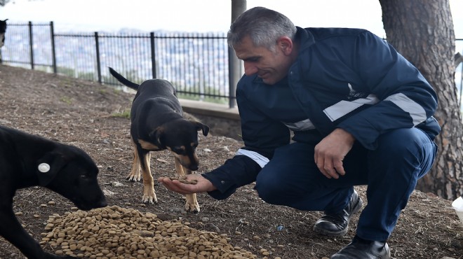 Büyükşehir kara kışta can dostları unutmadı