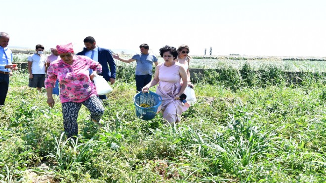 Büyükşehir’den istiridye mantarı üretimine destek