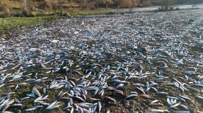 CHP'li Bakan ‘balık ölümlerini' Meclis'e taşıdı
