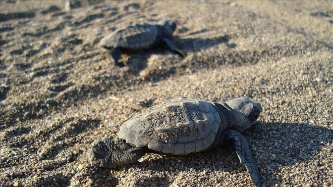 Caretta carettalar için hassasiyet uyarısı!