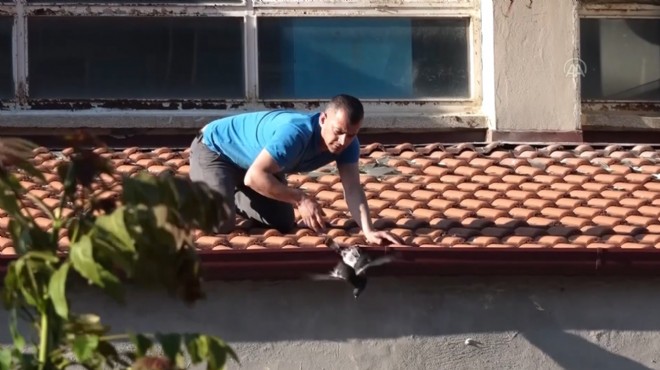 Çatıya ayağı sıkışan güvercin için kurtarma operasyonu!