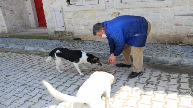 Çeşme Belediyesi can dostları unutmadı