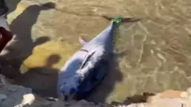 Orkinoslar kıyıya vurdu: Ekipler harekete geçti