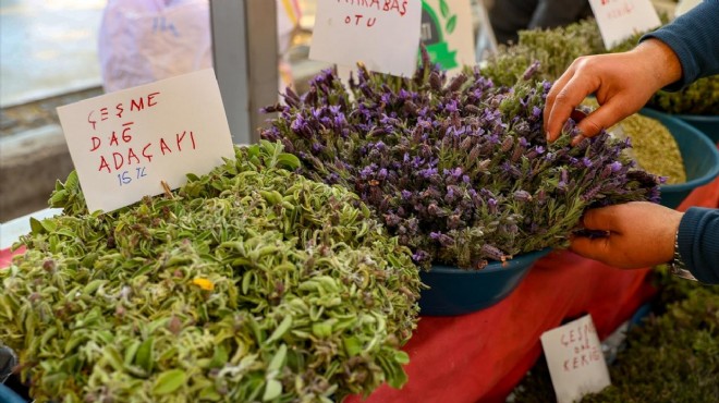 Çeşme'de 'ot festivali' beklentisi!