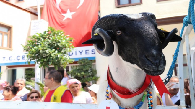 Çeşme'de tarım ve Sakız Koyunu coşkusu