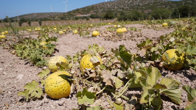 Çeşme kavunu yeniden sahnede!