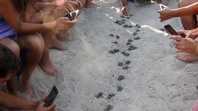 Çeşme'nin ilk caretta caretta'ları denizle buluştu