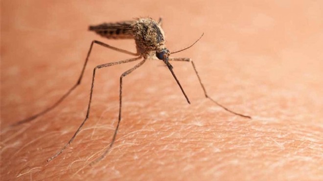 Çin’de  chikungunya  virüsü alarmı!