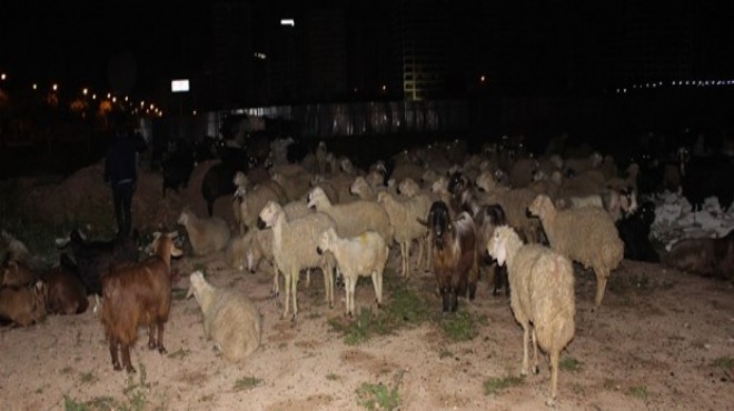 Çoban uyuyunca, sürü şehre indi!