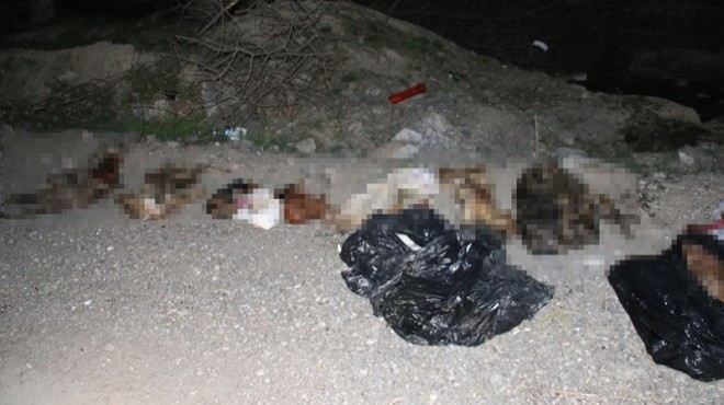 Çöp poşetlerinde 30’dan fazla ölü köpek bulundu
