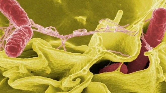 DSÖ den  Salmonella  açıklaması: 11 ülkede görüldü!