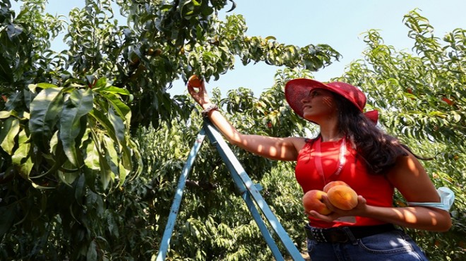 Dalda kalan meyveler ''iyilik'' için hasat ediliyor