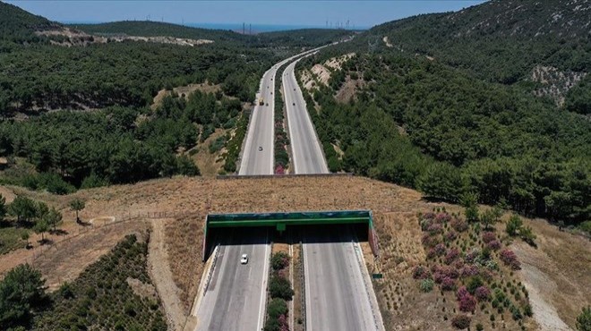 Danıştay'dan 10 yıl önceki ölümlü kaza için karar: Karayolları mı domuzlar mı kusurlu?