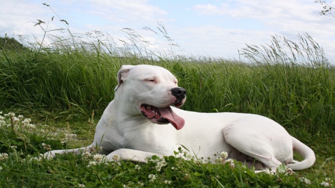 Danıştay'dan 'tehlikeli köpek' kararı!