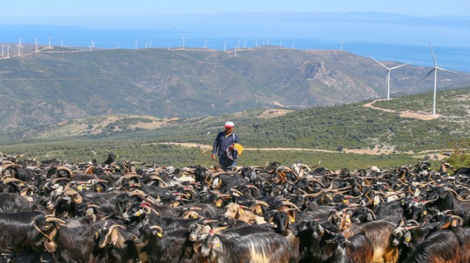 Deniz manzaralı yaylalara yolculuk başladı