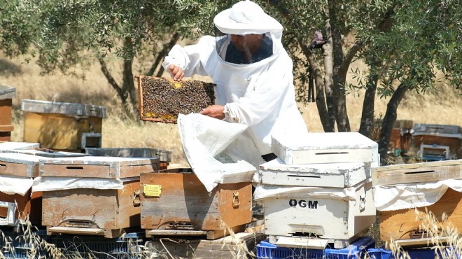 Destek kredisiyle 30 kovanla başladı, 170 kovana ulaştı