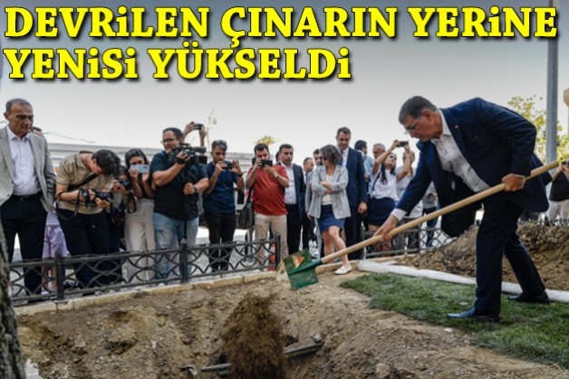 Devrilen çınarın yerine yenisi yükseldi!