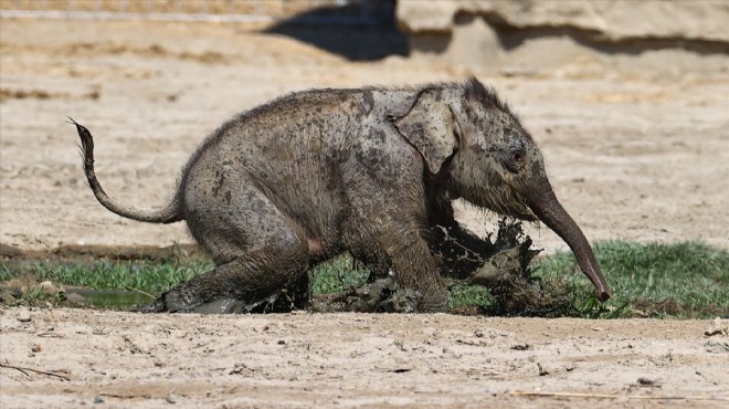 Doğal Yaşam Parkı'nda dünyaya gelen yavru fil ilk kez bahçeye çıkarıldı