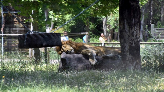 Doğal Yaşam Parkı nı sıcak vurdu!