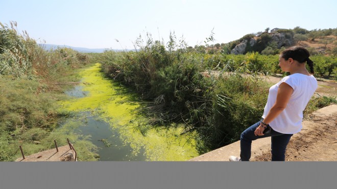 Efes Selçuk ta  Küçük Menderes projesi  sevinci