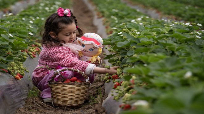 Emiralem çileğinde yağmur bereketi