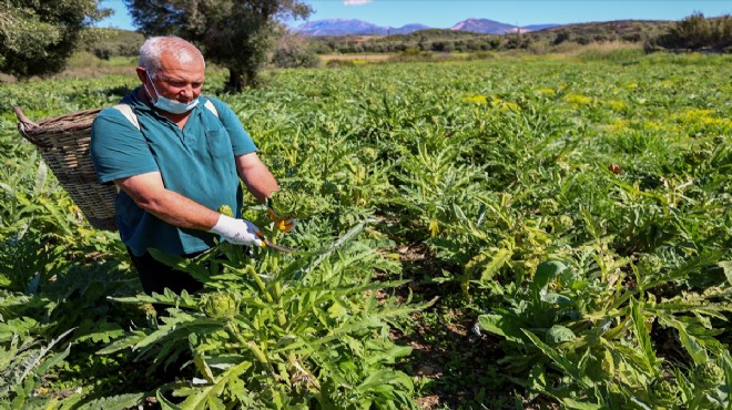 Enginardaki rekolte ve fiyat üreticinin yüzünü güldürdü