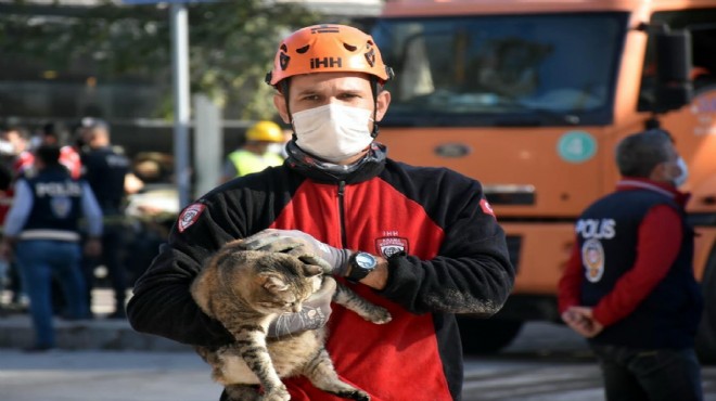 Enkazdan 48 saat sonra kedi kurtarıldı!