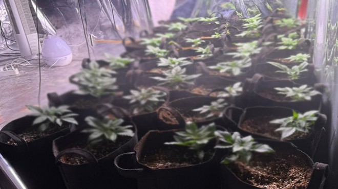 Ev değil  zehir  tarlası: Polisten baskın!