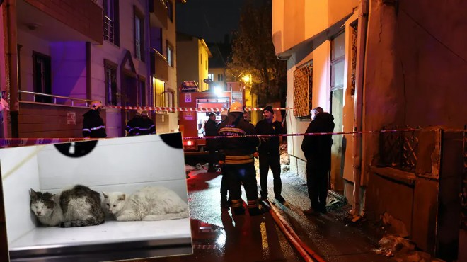 Evde yangın çıktı, 26 kedi öldü!