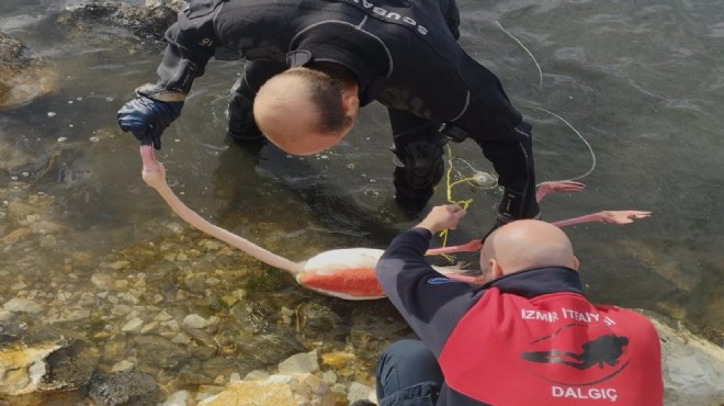 Flamingo tuzağa takıldı: İmdadına Büyükşehir yetişti