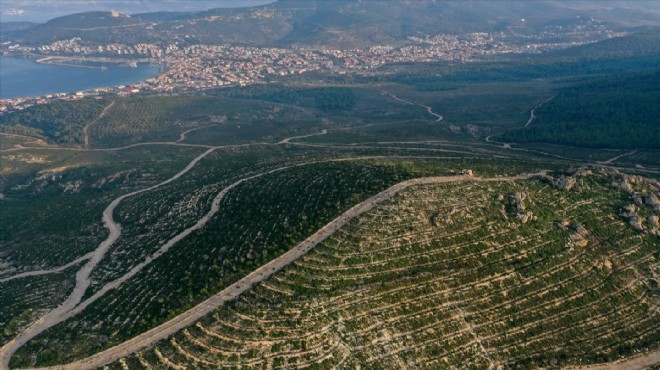 Foça'da 4 yıl önce yanan ormanlık alan fidanlarla yeniden yeşerdi