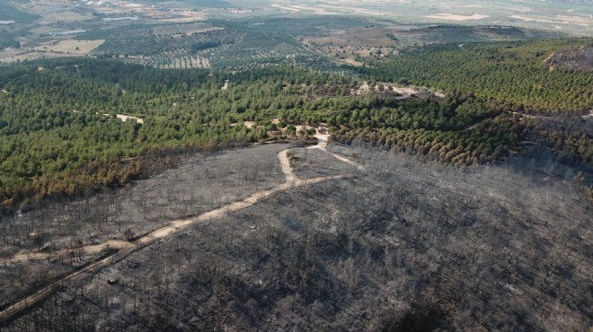 Foça'da acı bilanço: 30 hektar kül oldu!