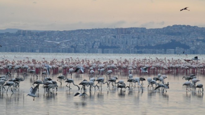 Gediz Deltası 'Birding Places'e dahil oldu!