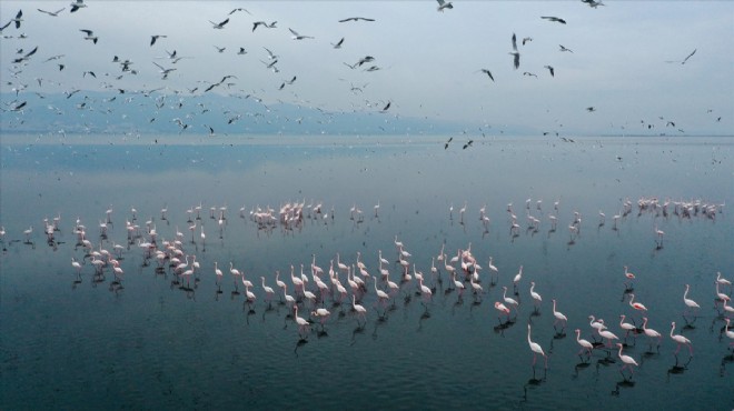 Gediz Deltası'nda kış kuşları kayıt altına alınıyor