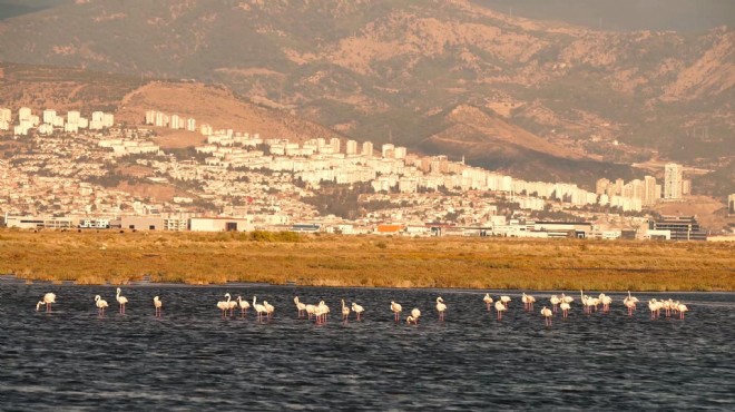 Gediz Deltası nda üreme alanları azaldı