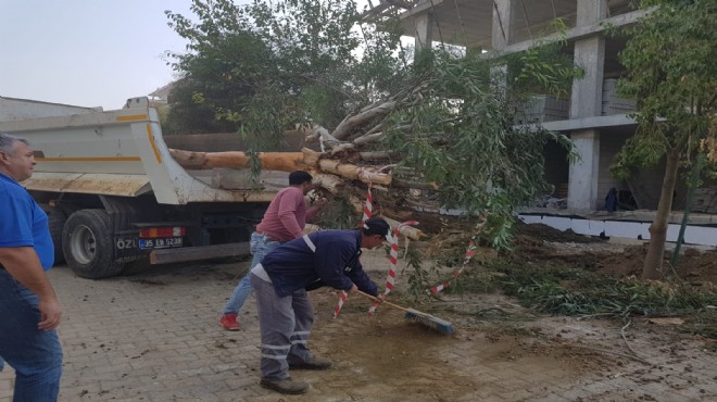 Güzelbahçe de asırlık ağaçlar için seferberlik