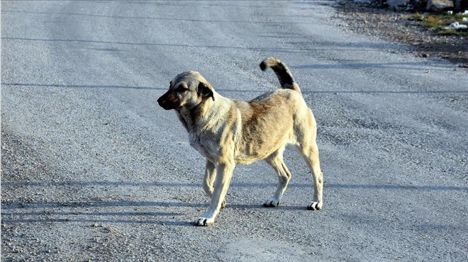 Hamile köpeğe tüfekle saldıran cani tutuklandı!