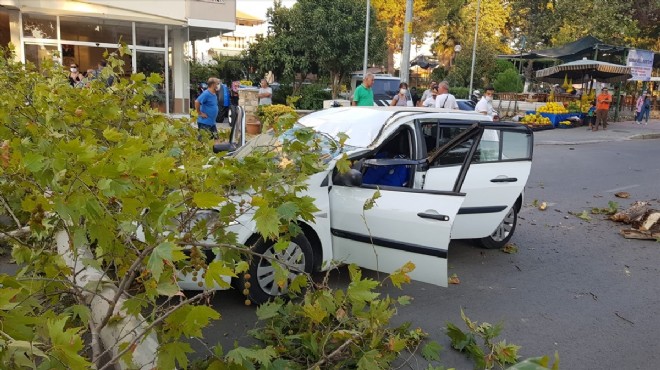 Hareket halindeki aracın üstüne ağaç devrildi