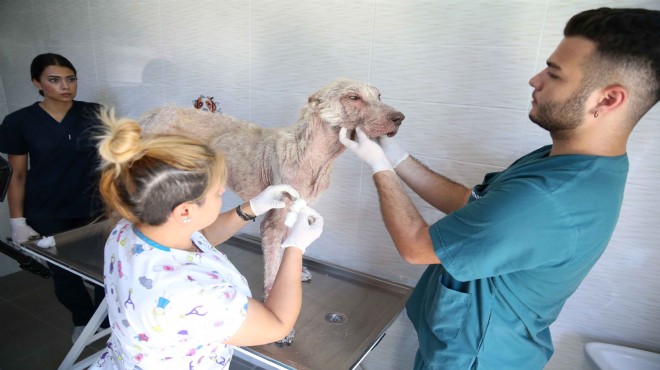 Hasta köpeği kucağında taşıyıp hayata döndürdü