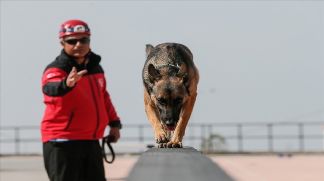 Hayat kurtaran köpekleri 2 yıllık eğitimle yetiştiriyor