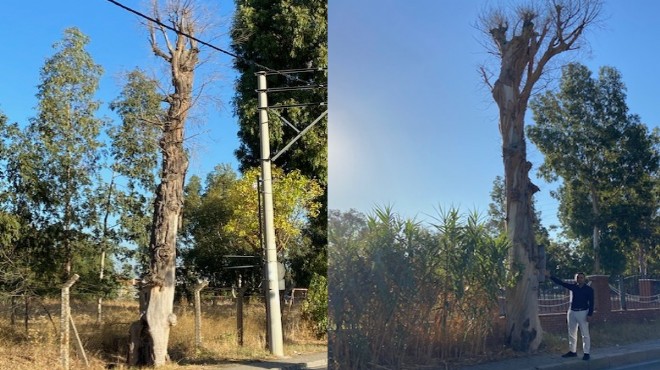 İNGEDER'den okaliptüs çığlığı, planlama çağrısı!