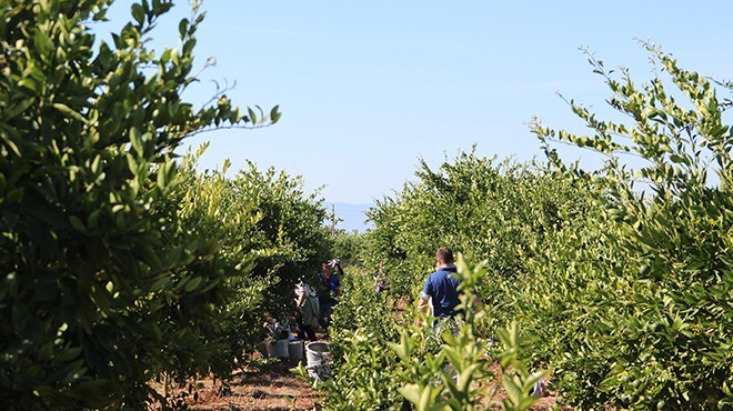 İhtiyaç sahipleri için 'gönüllü' mandalina hasadı