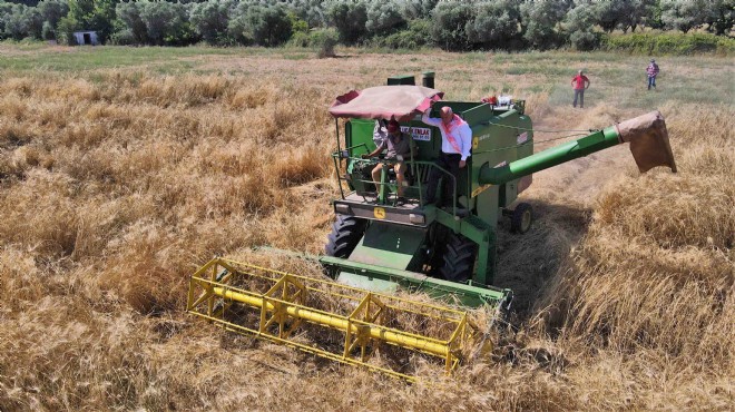 İlk hasat Başkan Karakayalı'dan: Atalık karakılçık Kemalpaşa'da can buldu