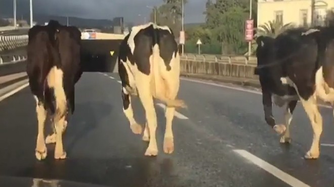 İneklerin trafikteki yolcuğu sürücüleri zorladı