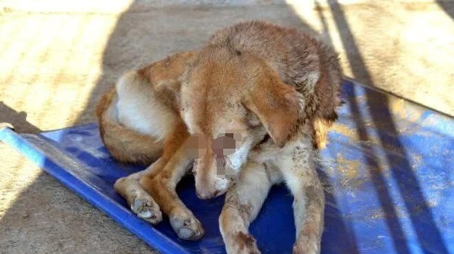 İnsanlık dışı zulüm... Köpeğin gözlerini dağladılar!