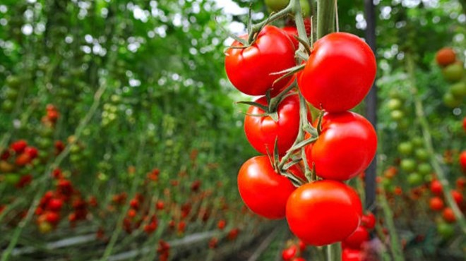 İsrail tehlikesi: 3 yıl içinde domates bulamayacağız