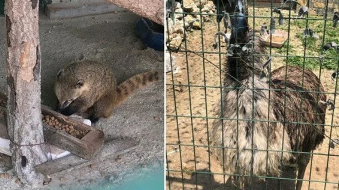 İstanbul'da 12 yasaklı hayvan ele geçirildi