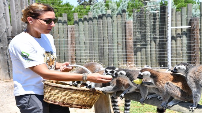 İzmir in lemurları organik besleniyor